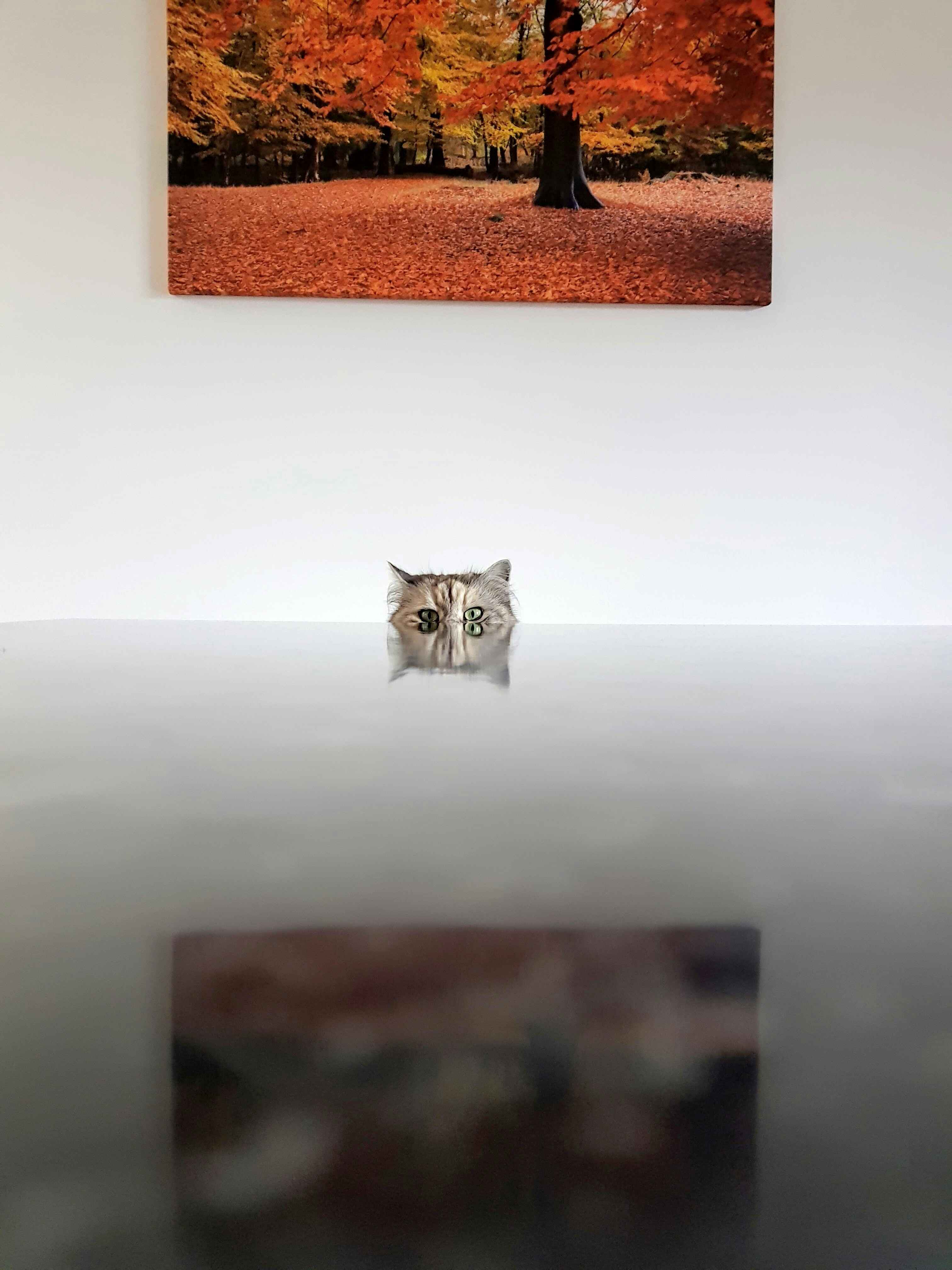 Cat peeking above a glossy table with an autumn forest artwork on the wall